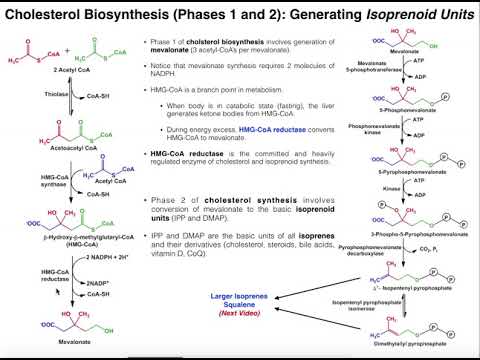 Cholesterol Biosynthesis | Stages 1 &amp; 2: Generating Isoprenoids (DMAP and IPP)